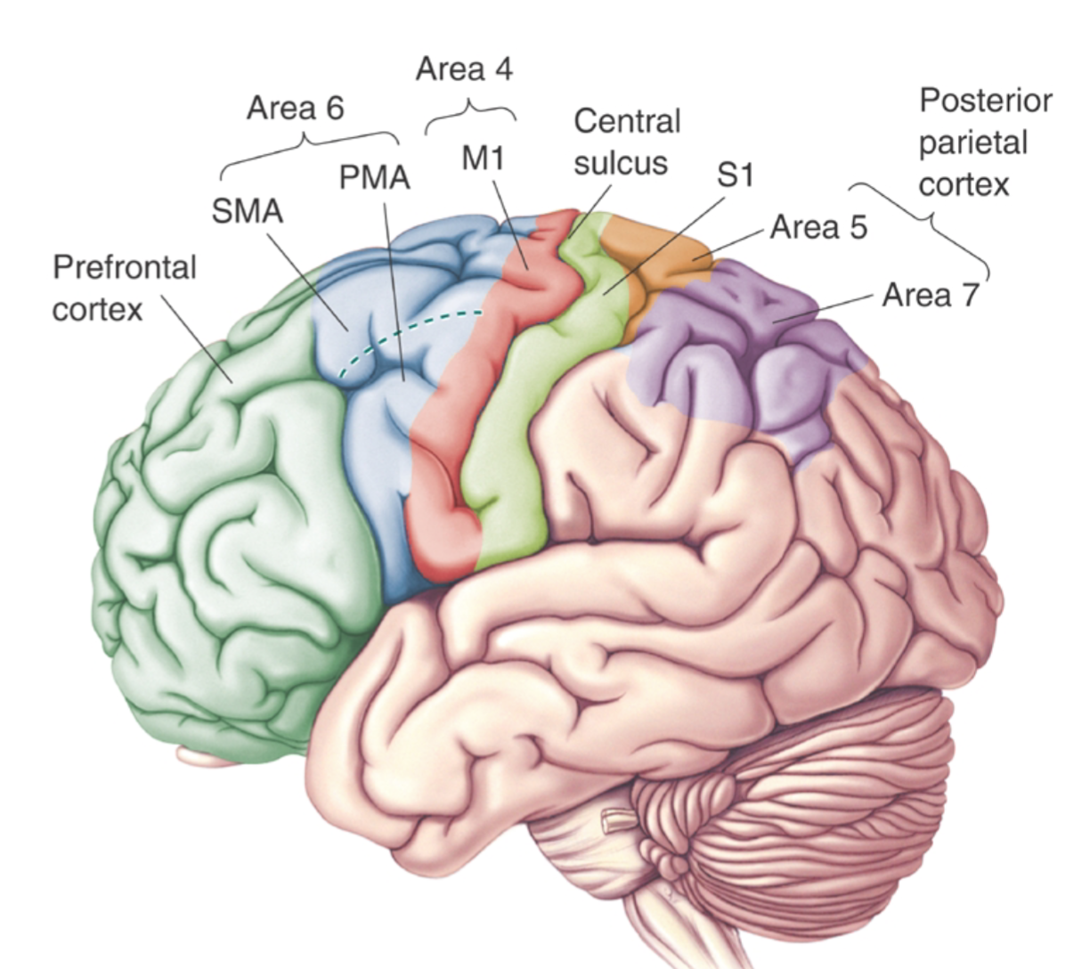 The Neuroscience Of Motor Control Optimal To Pathologic Motor