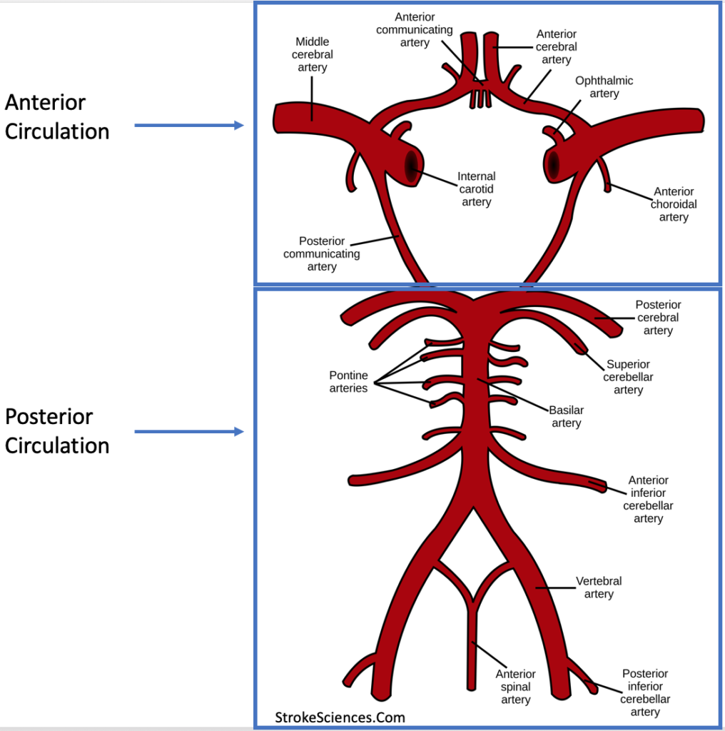 Stroke, Vascular Territories, And Individual Variabilities In ...