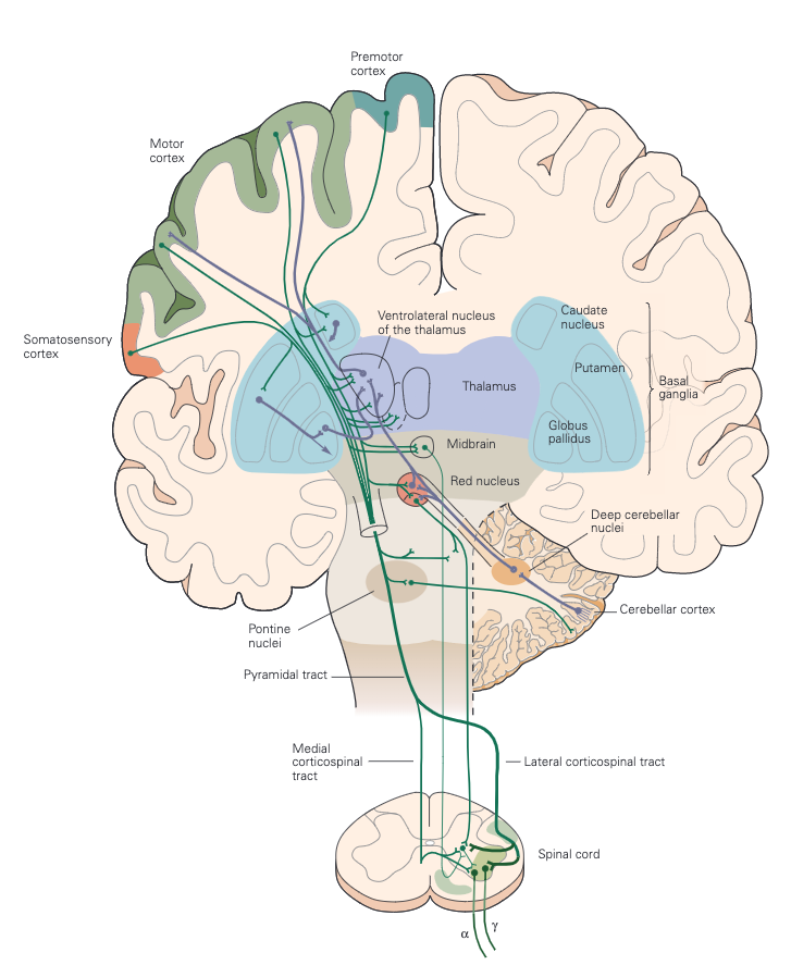 Functional Neuroanatomy for Posture and Gait Control