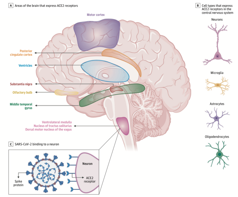 Receptor Selectivity And Targeted Neuropathologies: Using MPTP, And ...