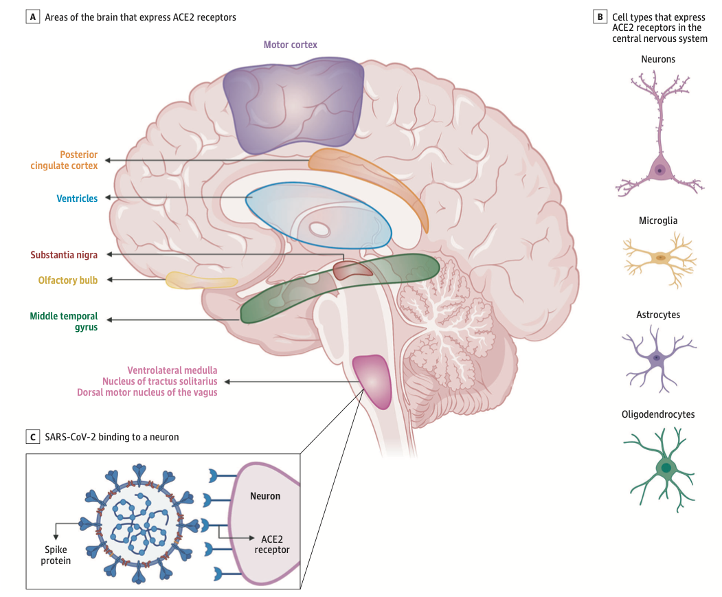 Головной мозг неврология. Головной мозг нервная система. Повреждение центральной нервной системы. Мозг и рецепторы.